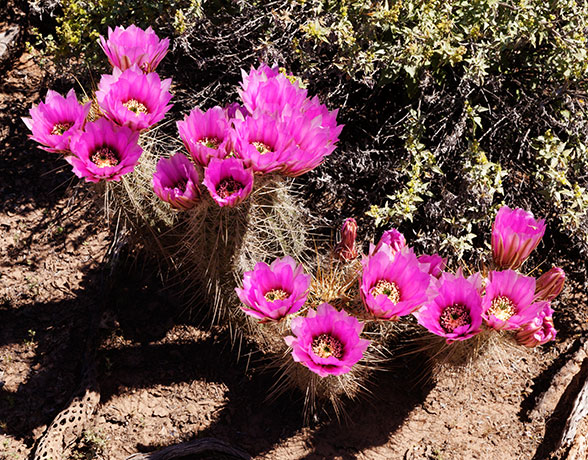 Engelmann's Hedgehog Strawberry Hedgehog Cactus Echinocereus engelmannii