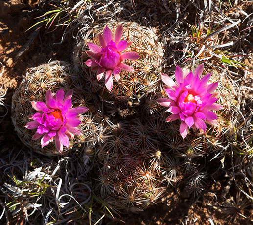 Beehive Cactus, Spinystar, Coryphantha vivipara arizonia