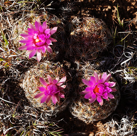 Beehive Cactus, Spinystar, Coryphantha vivipara arizonia