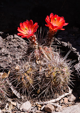 Claret Cup Cactus Scarlet Hedgehog Cactus Echinocereus coccineus ( Echinocereus triglochidiatus ) 