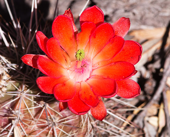 Claret Cup Cactus Scarlet Hedgehog Cactus Echinocereus coccineus ( Echinocereus triglochidiatus ) 