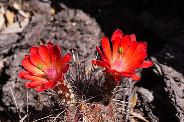 Claret Cup Cactus Scarlet Hedgehog Cactus Echinocereus coccineus ( Echinocereus triglochidiatus ) 