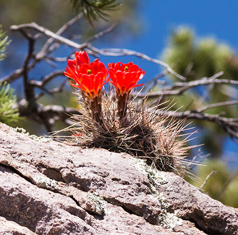Claret Cup Cactus Scarlet Hedgehog Cactus Echinocereus coccineus ( Echinocereus triglochidiatus ) 