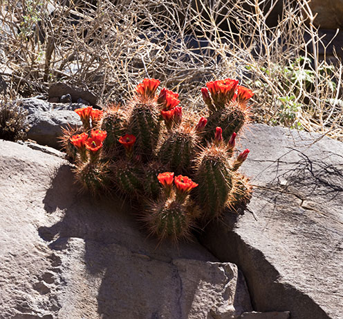 Claret Cup Cactus Scarlet Hedgehog Cactus Echinocereus coccineus ( Echinocereus triglochidiatus ) 