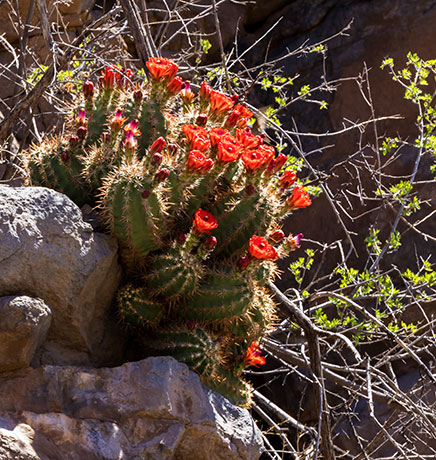 Claret Cup Cactus Scarlet Hedgehog Cactus Echinocereus coccineus ( Echinocereus triglochidiatus ) 