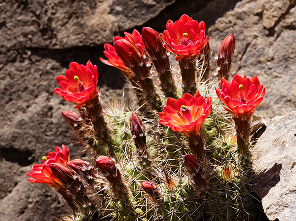 Claret Cup Cactus Scarlet Hedgehog Cactus Echinocereus coccineus ( Echinocereus triglochidiatus ) 