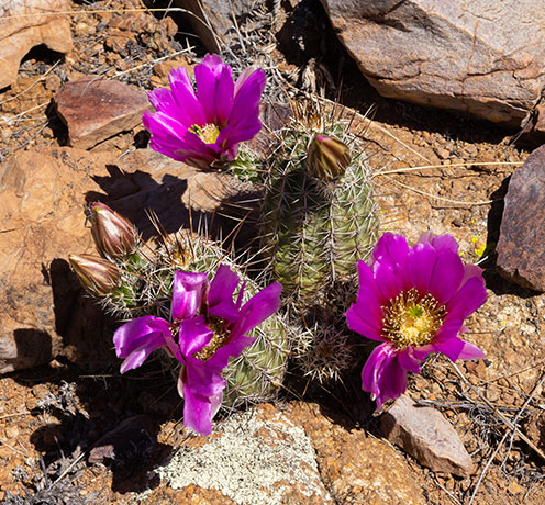 Strawberry Hedgehog Cactus Echinocereus engelmannii