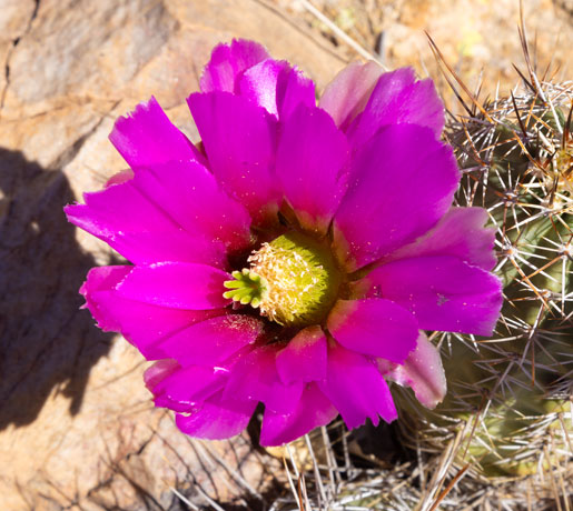 Strawberry Hedgehog Cactus Echinocereus engelmannii