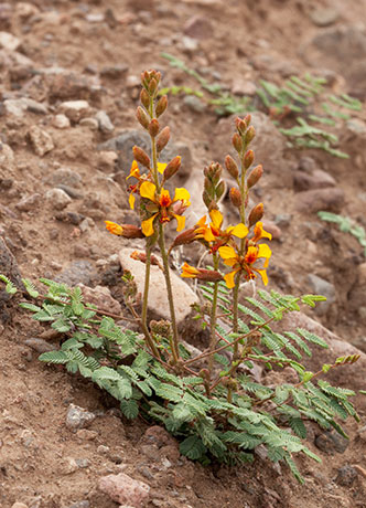 Hog Potato Hoffmanseggia glauca Hogpotato 
