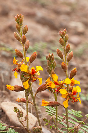 Hog Potato Hoffmanseggia glauca Hogpotato 