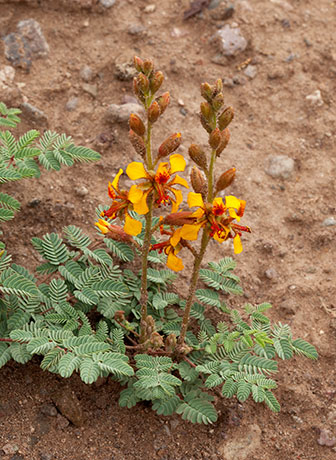 Hog Potato Hoffmanseggia glauca Hogpotato 