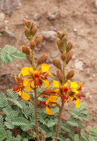 Hog Potato Hoffmanseggia glauca Hogpotato 