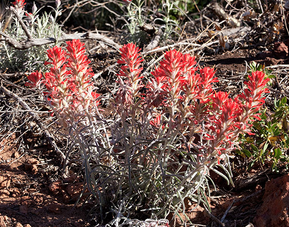 Indian Paintbrush Castilleja sp. 