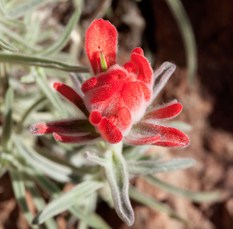 Indian Paintbrush Castilleja sp. 
