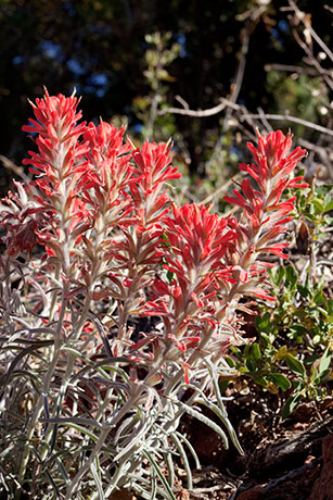 Indian Paintbrush Castilleja sp. 