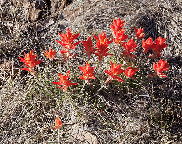 Indian Paintbrush Castilleja sp. 