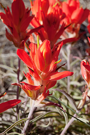 Indian Paintbrush Castilleja sp. 