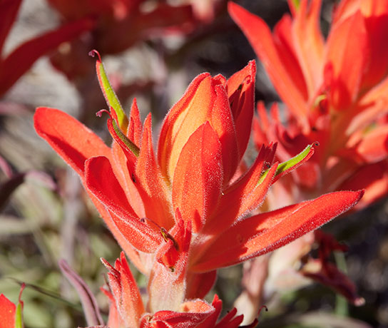 Indian Paintbrush Castilleja sp. 