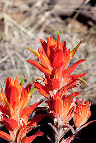 Indian Paintbrush Castilleja sp. 