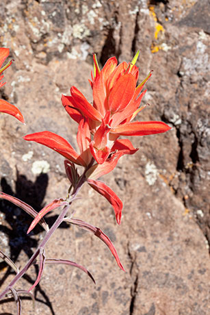 Indian Paintbrush Castilleja sp. 