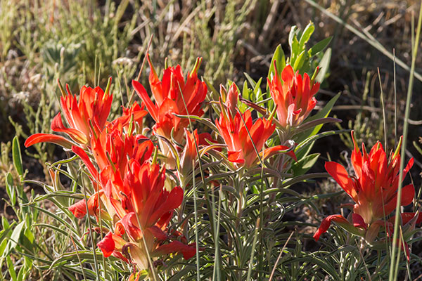 Indian Paintbrush Castilleja sp. 