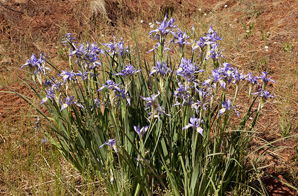 Rocky Mountain Iris Iris missouriensis  
