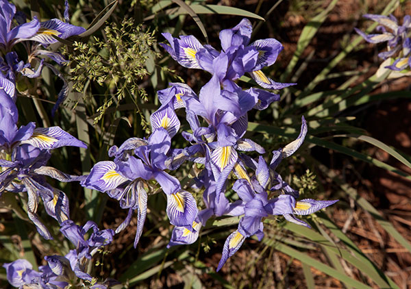 Rocky Mountain Iris Iris missouriensis  