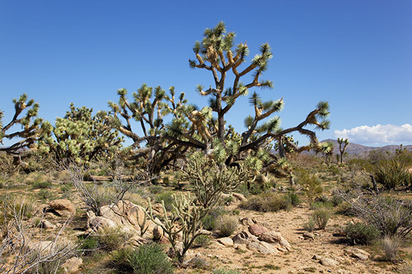 Joshua-tree Yucca brevifolia  