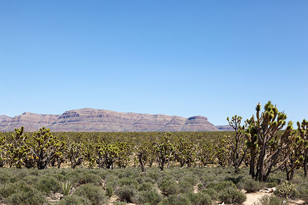 Joshua Tree Yucca brevifolia  