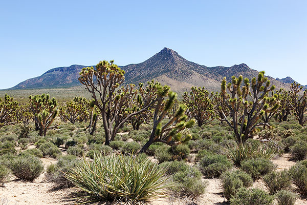 Joshua Tree Yucca brevifolia  