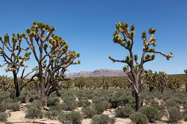 Joshua Tree Yucca brevifolia  