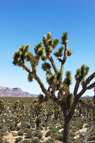 Joshua Tree Yucca brevifolia  
