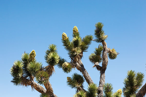 Joshua Tree Yucca brevifolia  