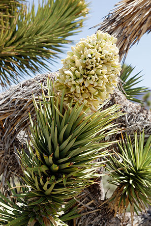 Joshua Tree Yucca brevifolia  