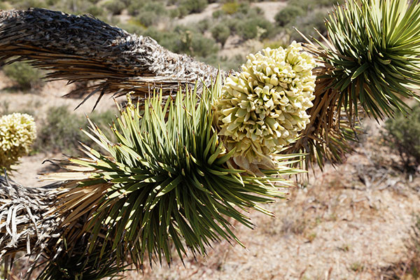 Joshua Tree Yucca brevifolia  