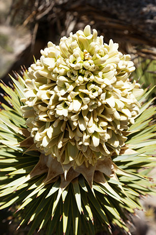 Joshua Tree Yucca brevifolia  