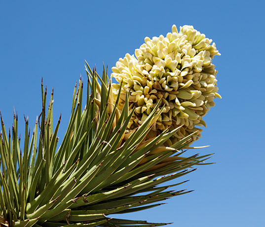 Joshua Tree Yucca brevifolia  