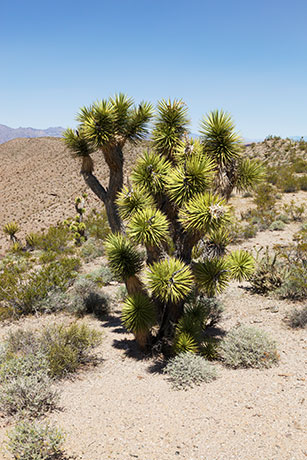 Joshua Tree Yucca brevifolia  