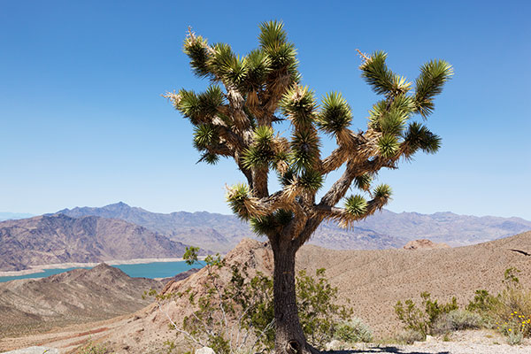 Joshua Tree Yucca brevifolia  