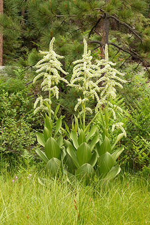 Corn Lily False Hellebore Veratrum californicum    