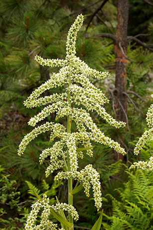 Corn Lily False Hellebore Veratrum californicum    