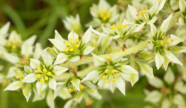 Corn Lily False Hellebore Veratrum californicum    