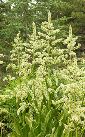 Corn Lily False Hellebore Veratrum californicum    