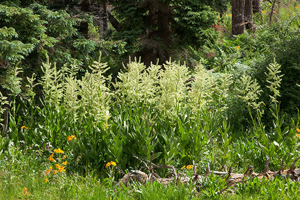 Corn Lily False Hellebore Veratrum californicum    