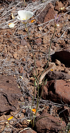 Sego Lily Calochortus  