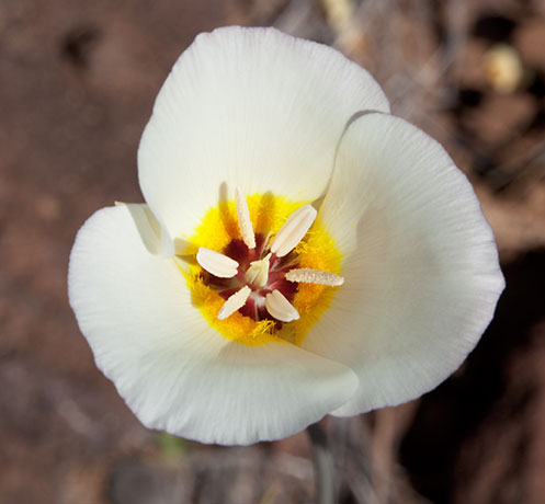 Sego Lily Calochortus  