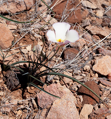 Sego Lily Calochortus  