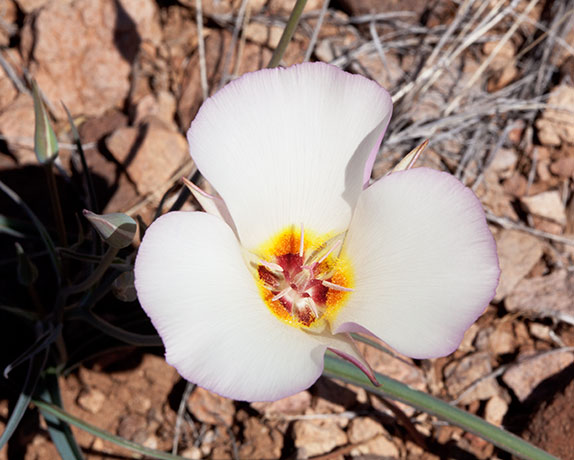 Sego Lily Calochortus  