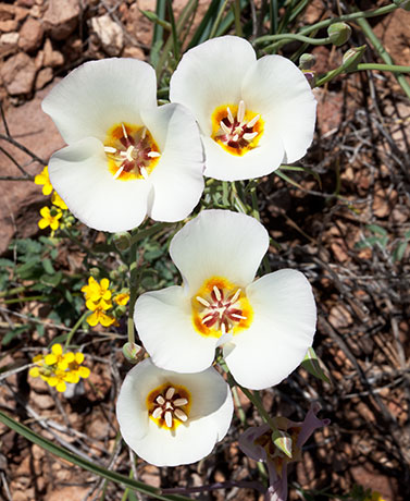 Sego Lily Calochortus  
