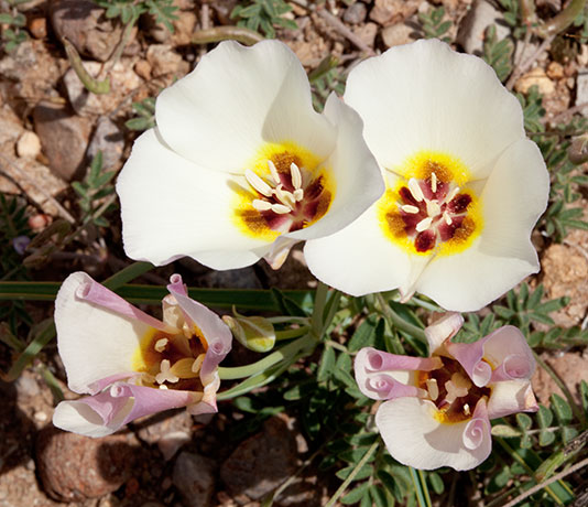 Sego Lily Calochortus  